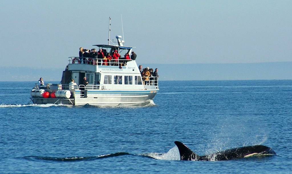 Photo Courtesy of 5* Whale Watching