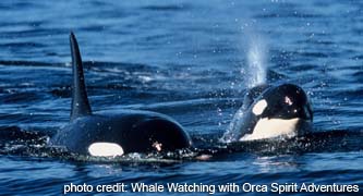 Victoria Whale Watching Tours