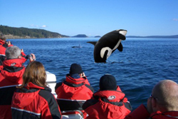 Victoria Whale Packages